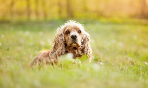 เมื่อน้องหมาผิวมันมีรังแค